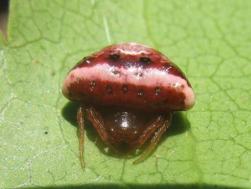 Cyrtarachne ixoides