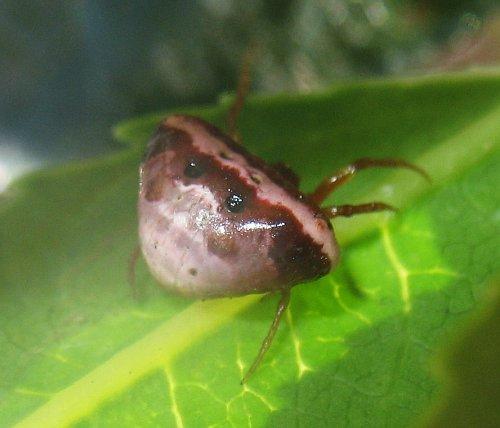Cyrtarachne ixoides