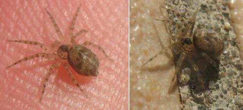 Oecobius sp.