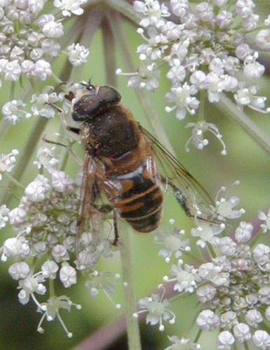 Eristalis tenax