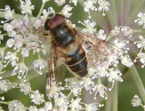 Eristalis pertinax
