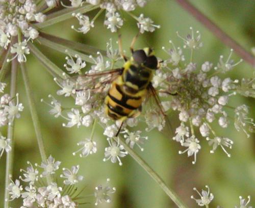 Réf. 22 974 : Myathropa florea