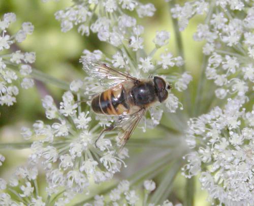 Eristalis tenax