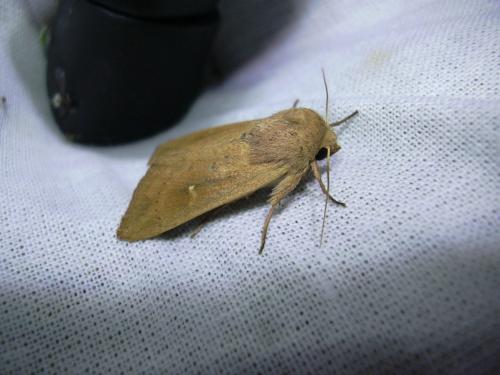 Réf. 22 041 : Mythimna ferrago