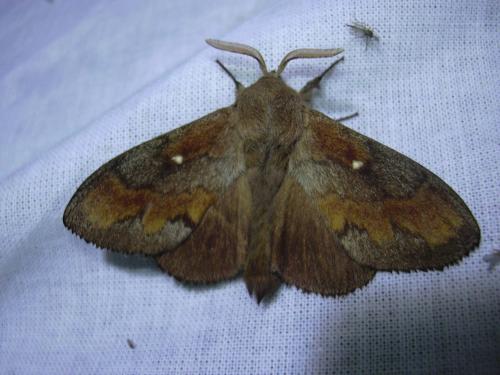Réf. 22 685 : Dendrolimus pini