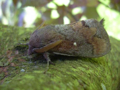 Réf. 22 686 : Dendrolimus pini