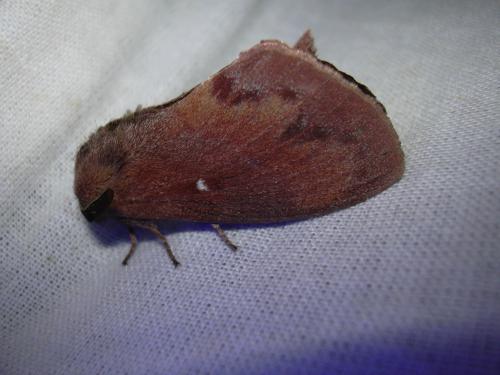 Réf. 22 737 : Dendrolimus pini