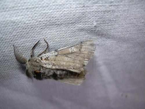 Dicallomera fascelina