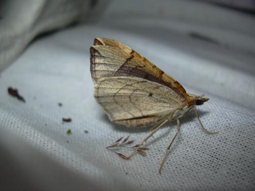 Eulithis sp.