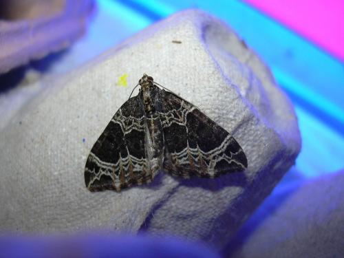 Réf. 22 853 : Ecliptopera silaceata
