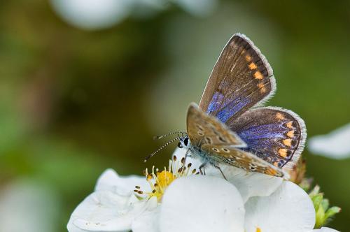 Polyommatus icarus