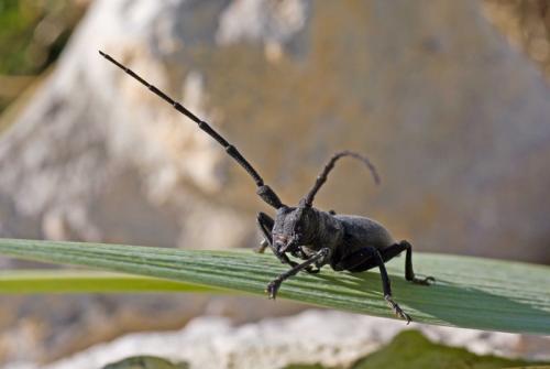 Morimus asper