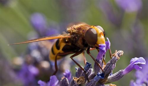 Volucella zonaria