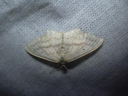Réf. 22 042 : Scopula nigropunctata
