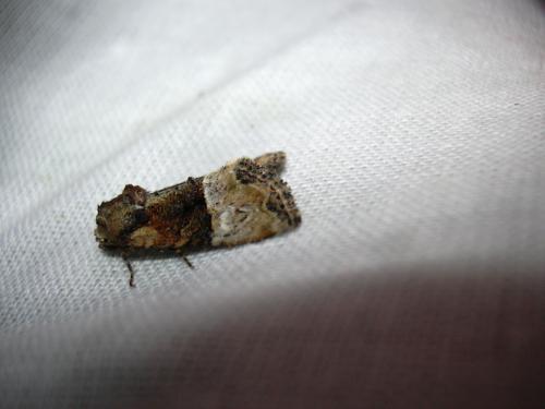 Mesoligia furuncula