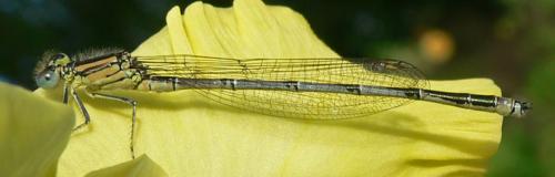 Erythromma lindenii