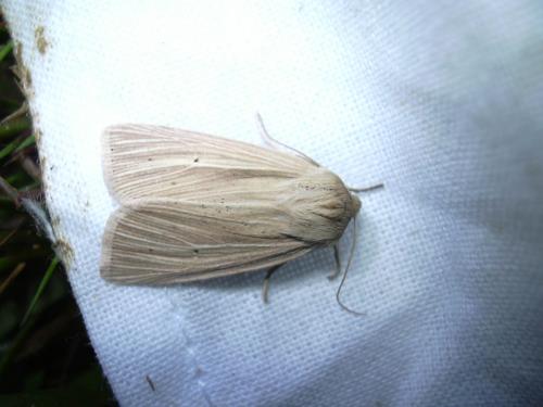 Réf. 22 091 : Mythimna sp.