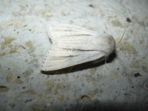Réf. 22 127 : Simyra albovenosa