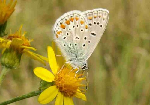 Polyommatus icarus