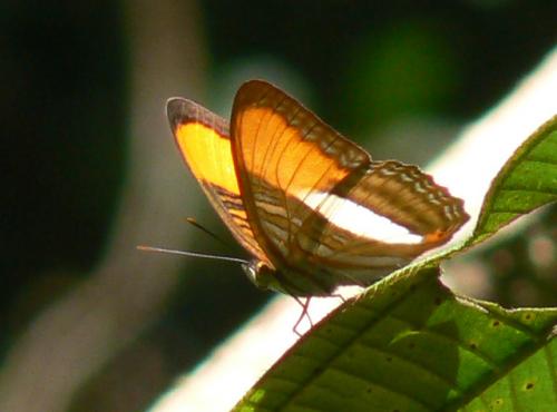 Adelpha sp.