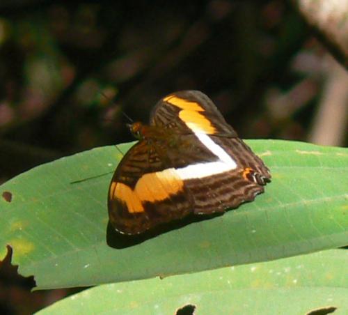 Adelpha sp.