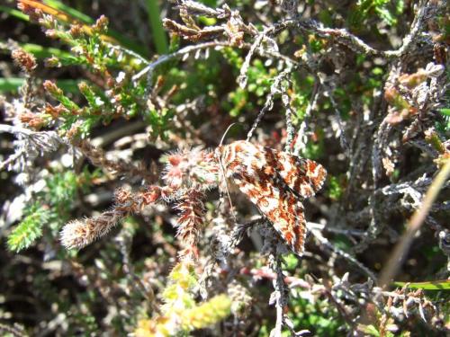 Anarta myrtilli