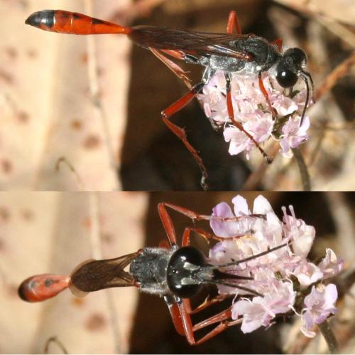 Ammophila heydeni sarda