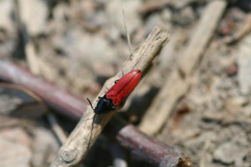 Ampedus rufipennis