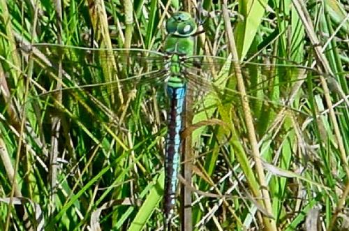 Anax imperator