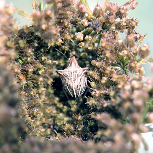 Ancyrosoma leucogrammes