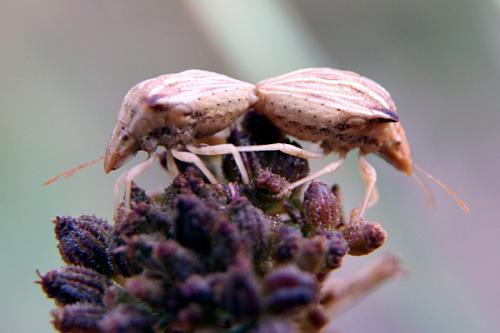 Réf. 22 486 : Ancyrosoma leucogrammes