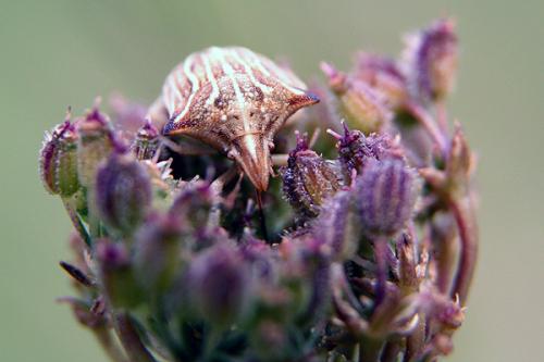 Ancyrosoma leucogrammes