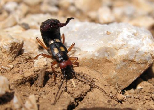Réf. 22 914 : Anechura bipunctata