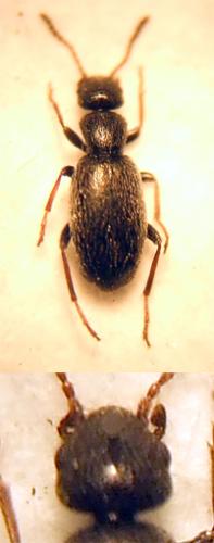 Réf. 22 868 : Anthicus angustatus