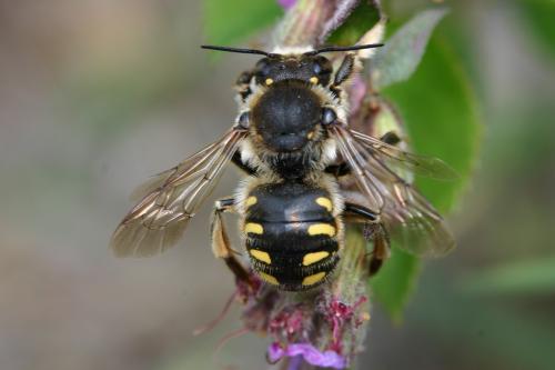 Anthidium septemspinosum