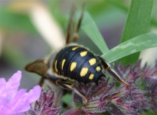 Anthidium septemspinosum