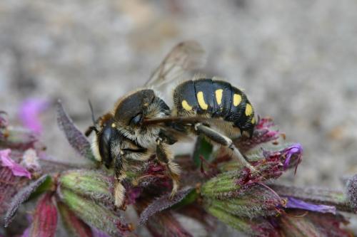 Anthidium septemspinosum