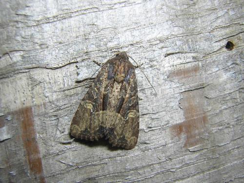 Mesapamea sp.