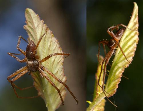 Philodromus sp.