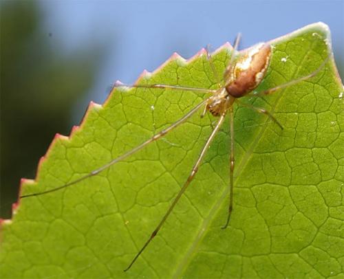 Réf. 22 268 : Tetragnatha sp.