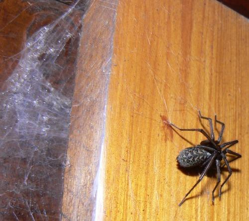 Tegenaria sp.