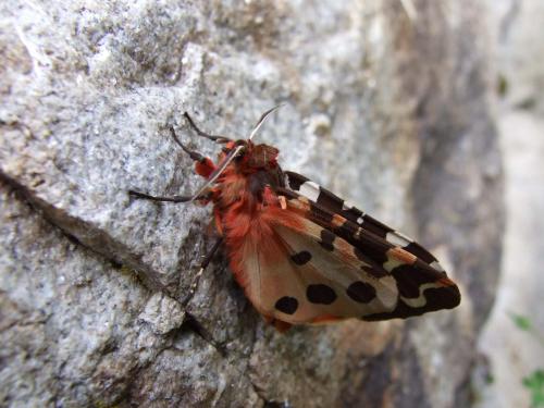 Arctia caja