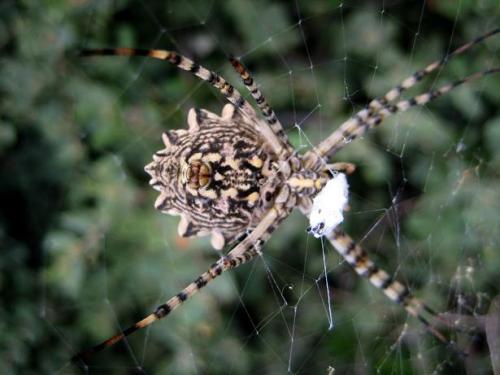 Argiope lobata