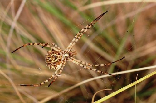 Argiope lobata