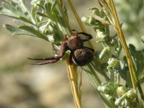 Xysticus sp.
