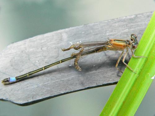 Ischnura elegans