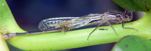 Ischnura elegans