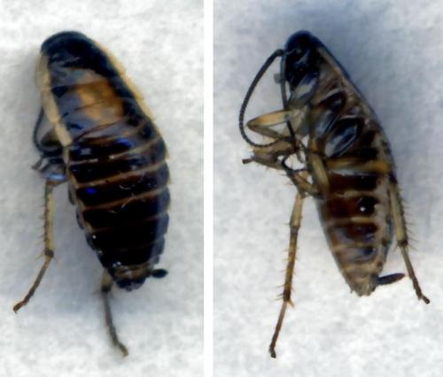Blattella germanica
