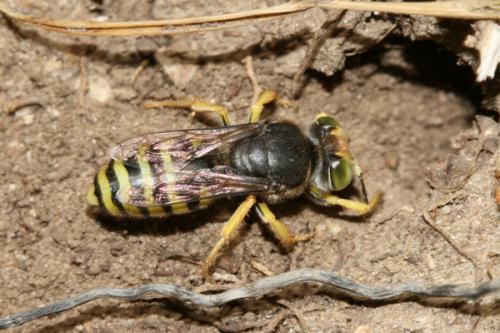 Réf. 22 383 : Bembix tarsata