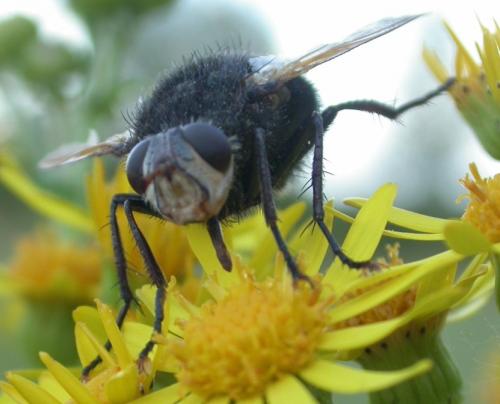 Tachina grossa